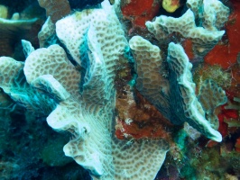 Scaled Lettuce Coral IMG 7365